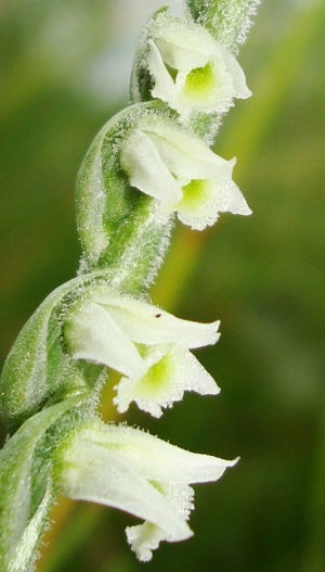 Spiranthes spiralis